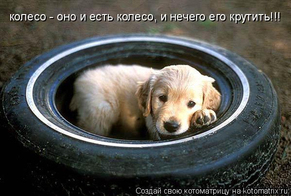 колесо - оно и есть колесо, и нечего его крутить!!!... Котоматрица: колесо - оно и есть колесо, и нечего его крутить!!!