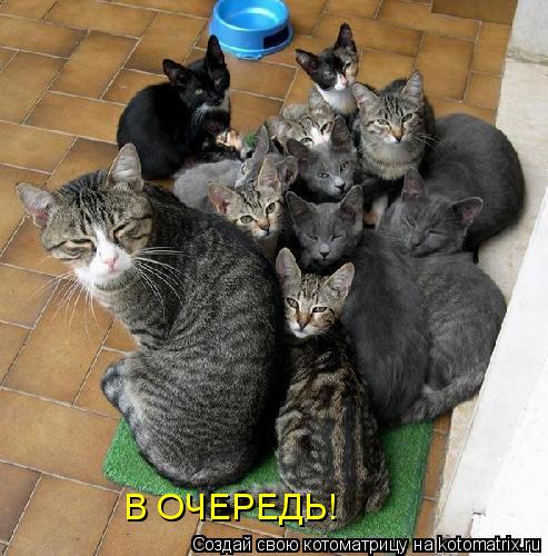В ОЧЕРЕДЬ! В ОЧЕРЕДЬ!... Котоматрица: В ОЧЕРЕДЬ! В ОЧЕРЕДЬ!