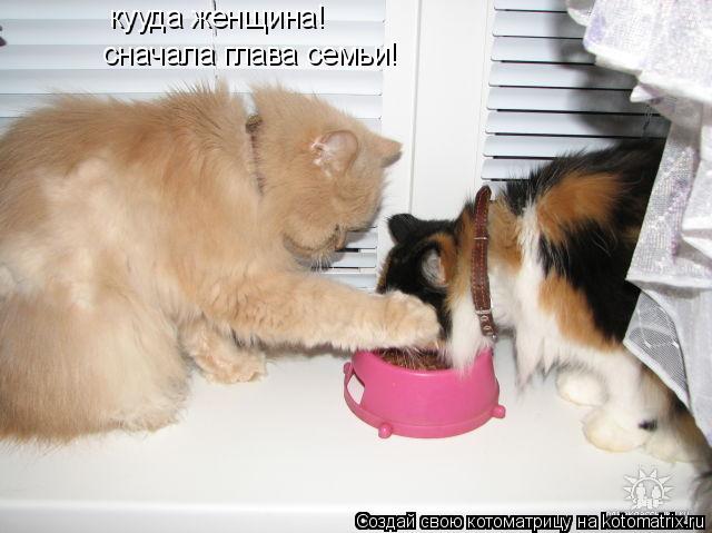 кууда женщина! сначала глава семьи!... Котоматрица: кууда женщина! сначала глава семьи!