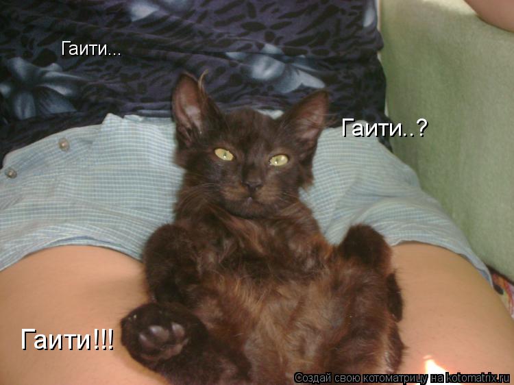 Гаити... Гаити..? Гаити!!!... Котоматрица: Гаити... Гаити..? Гаити!!!