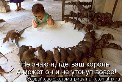 Не знаю я, где ваш король. А может он и не утонул вовсе!... Котоматрица: Не знаю я, где ваш король. А может он и не утонул вовсе!