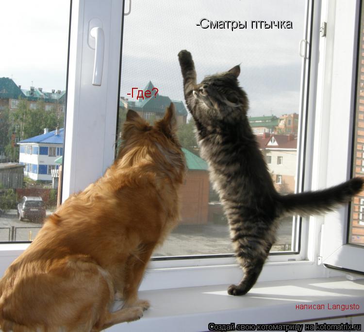 -Сматры птычка -Где? написал Langusto... Котоматрица: -Сматры птычка -Где? написал Langusto