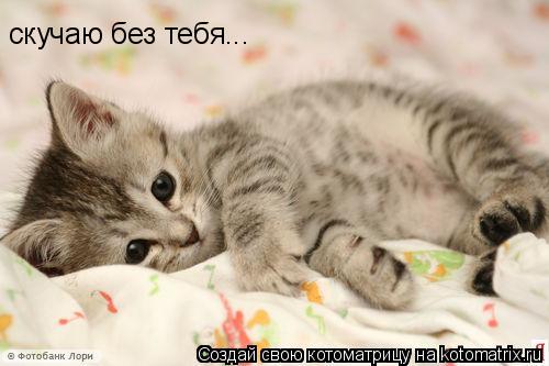 скучаю без тебя...... Котоматрица: скучаю без тебя...
