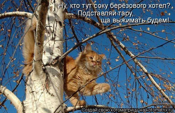 Ну, кто тут соку берёзового хотел? Подставляй тару, ща выжимать будем!... Котоматрица: Ну, кто тут соку берёзового хотел? Подставляй тару, ща выжимать будем!
