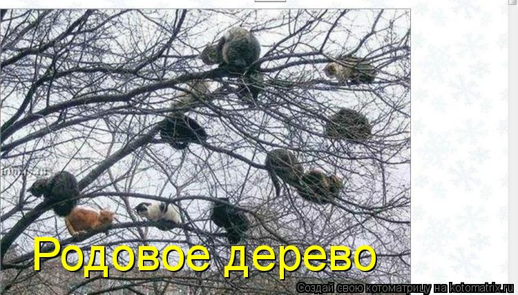 Родовое дерево... Котоматрица: Родовое дерево