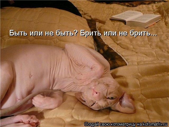Быть или не быть? Брить или не брить...... Котоматрица: Быть или не быть? Брить или не брить...