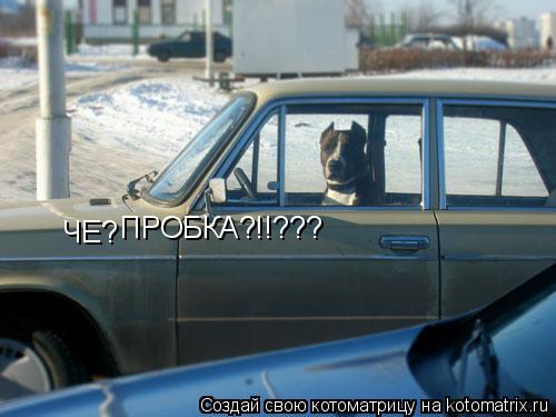 ЧЕ? ПРОБКА?!!???... Котоматрица: ЧЕ? ПРОБКА?!!???