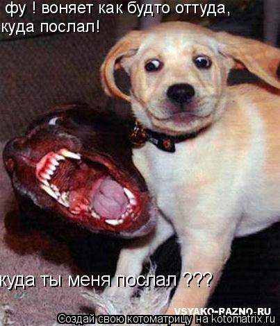куда ты меня послал ??? фу ! воняет как будто оттуда, куда послал!... Котоматрица: куда ты меня послал ??? фу ! воняет как будто оттуда, куда послал!