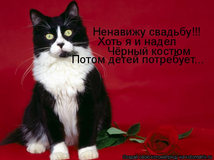 Ненавижу свадьбу!!! Хоть я и надел Чёрный костюм Потом детей потребует...... Котоматрица: Ненавижу свадьбу!!! Хоть я и надел Чёрный костюм Потом детей потребует...