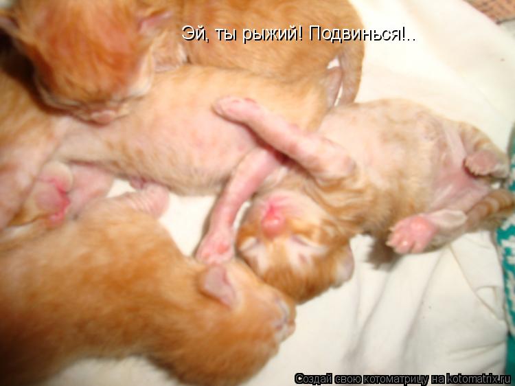 Эй, ты рыжий! Подвинься!..... Котоматрица: Эй, ты рыжий! Подвинься!..