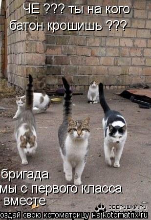 Котоматрица: ЧЕ ??? ты на кого батон крошишь ??? бригада  мы с первого класса вместе