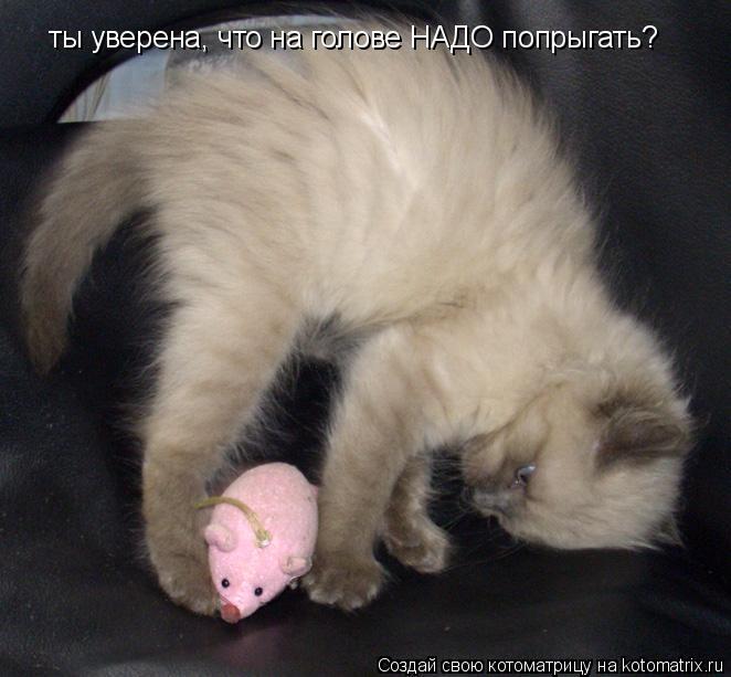 ты уверена, что на голове НАДО попрыгать?... Котоматрица: ты уверена, что на голове НАДО попрыгать?