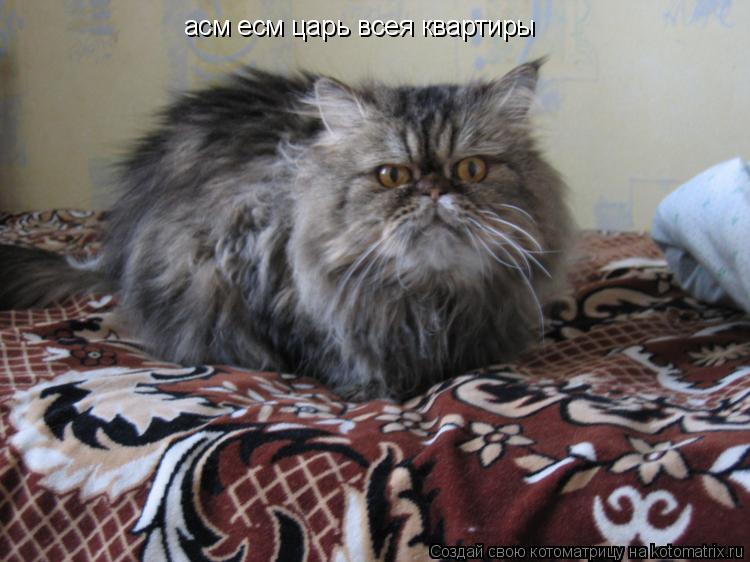 асм есм царь всея квартиры... Котоматрица: асм есм царь всея квартиры
