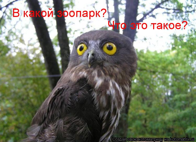 В какой зоопарк? Что это такое?... Котоматрица: В какой зоопарк? Что это такое?