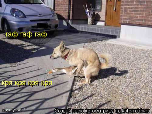 кря кря кря кря гаф гаф гаф... Котоматрица: кря кря кря кря гаф гаф гаф