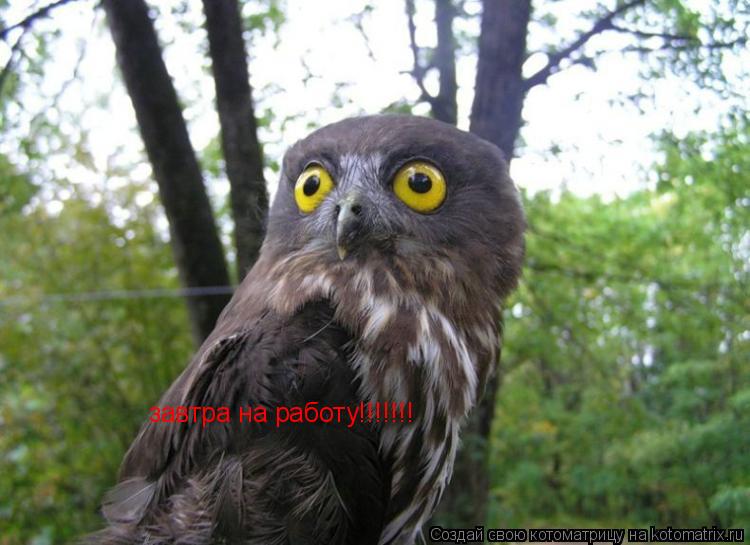 завтра на работу!!!!!!!... Котоматрица: завтра на работу!!!!!!!