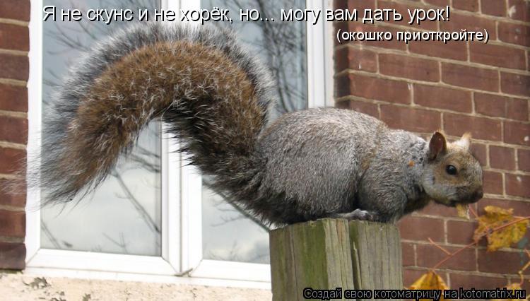Я не скунс и не хорёк, но... могу вам дать урок! (окошко приоткройте)... Котоматрица: Я не скунс и не хорёк, но... могу вам дать урок! (окошко приоткройте)