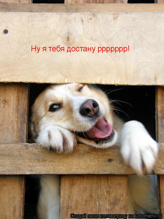 Ну я тебя достану ррррррр!... Котоматрица: Ну я тебя достану ррррррр!