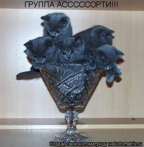 ГРУППА АСССССОРТИ!!!... Котоматрица: ГРУППА АСССССОРТИ!!!