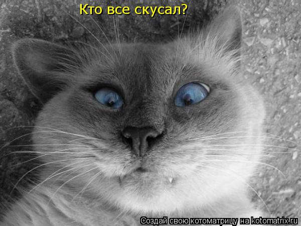 Кто все скусал?... Котоматрица: Кто все скусал?