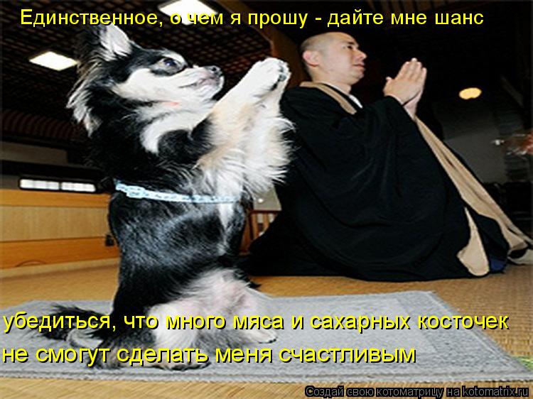 Единственное, о чем я прошу - дайте мне шанс убедиться, что много мяса и сахарных косточек не смогут... Котоматрица: Единственное, о чем я прошу - дайте мне шанс убедиться, что много мяса и сахарных косточек не смогут сделать меня счастливым