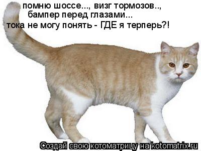 помню шоссе..., визг тормозов.., бампер перед глазами... тока не могу понять - ГДЕ я терперь?!... Котоматрица: помню шоссе..., визг тормозов.., бампер перед глазами... тока не могу понять - ГДЕ я терперь?!