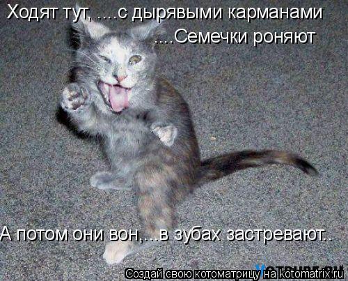 Ходят тут, ....с дырявыми карманами ....Семечки роняют А потом они вон,...в зубах застревают..... Котоматрица: Ходят тут, ....с дырявыми карманами ....Семечки роняют А потом они вон,...в зубах застревают..