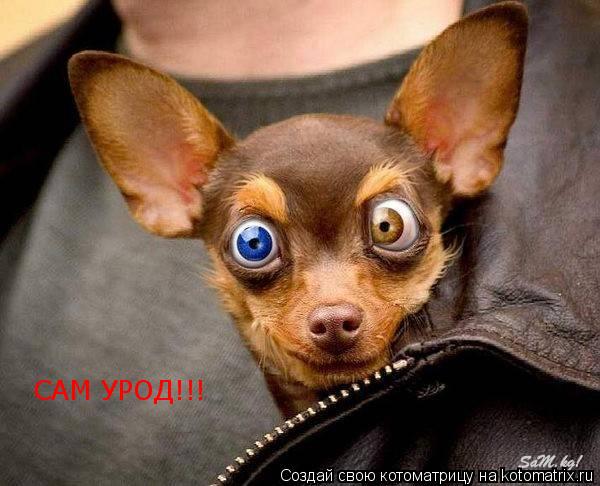 САМ УРОД!!!... Котоматрица: САМ УРОД!!!