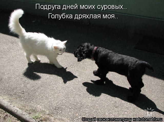 Подруга дней моих суровых.. Голубка дряхлая моя..... Котоматрица: Подруга дней моих суровых.. Голубка дряхлая моя..