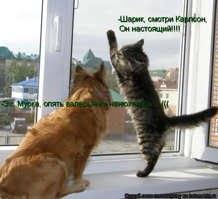 -Шарик, смотри Карлсон, Он настоящий!!!! -Эх, Мурка, опять валерьянки нанюхалась....(((... Котоматрица: -Шарик, смотри Карлсон, Он настоящий!!!! -Эх, Мурка, опять валерьянки нанюхалась....(((