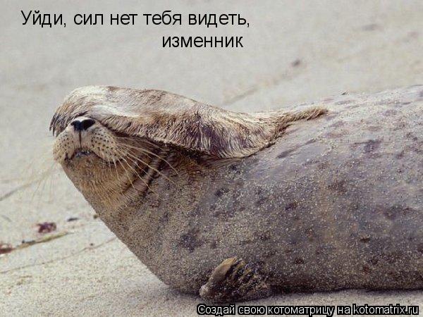 Уйди, сил нет тебя видеть, изменник... Котоматрица: Уйди, сил нет тебя видеть, изменник