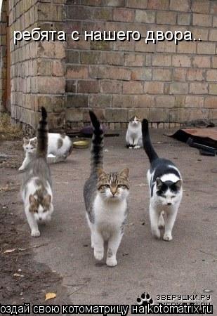 ребята с нашего двора..... Котоматрица: ребята с нашего двора..