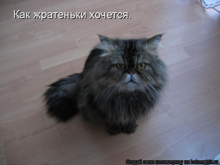 Как жратеньки хочется.... Котоматрица: Как жратеньки хочется.