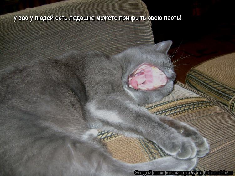у вас у людей есть ладошка можете прикрыть свою пасть!... Котоматрица: у вас у людей есть ладошка можете прикрыть свою пасть!