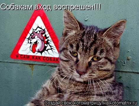 Собакам вход воспрешен!!!... Котоматрица: Собакам вход воспрешен!!!