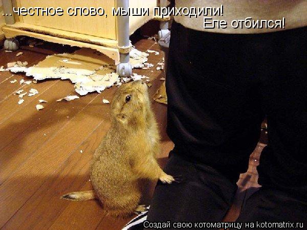 ...честное слово, мыши приходили! Еле отбился!... Котоматрица: ...честное слово, мыши приходили! Еле отбился!