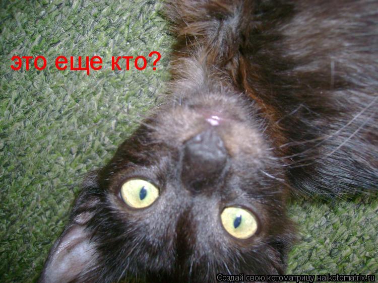 это еще кто?... Котоматрица: это еще кто?
