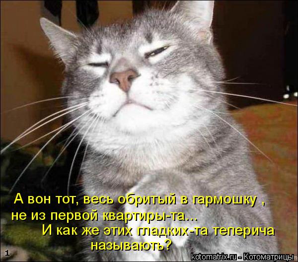 А вон тот, весь обритый в гармошку , не из первой квартиры-та... И как же этих гладких-та теперича н... Котоматрица: А вон тот, весь обритый в гармошку , не из первой квартиры-та... И как же этих гладких-та теперича называють?