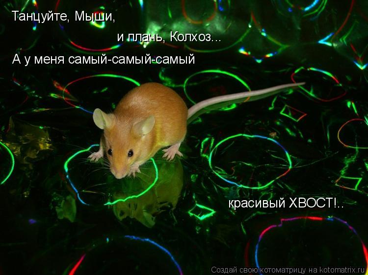 Танцуйте, Мыши, и плачь, Колхоз... А у меня самый-самый-самый красивый ХВОСТ!..... Котоматрица: Танцуйте, Мыши, и плачь, Колхоз... А у меня самый-самый-самый красивый ХВОСТ!..