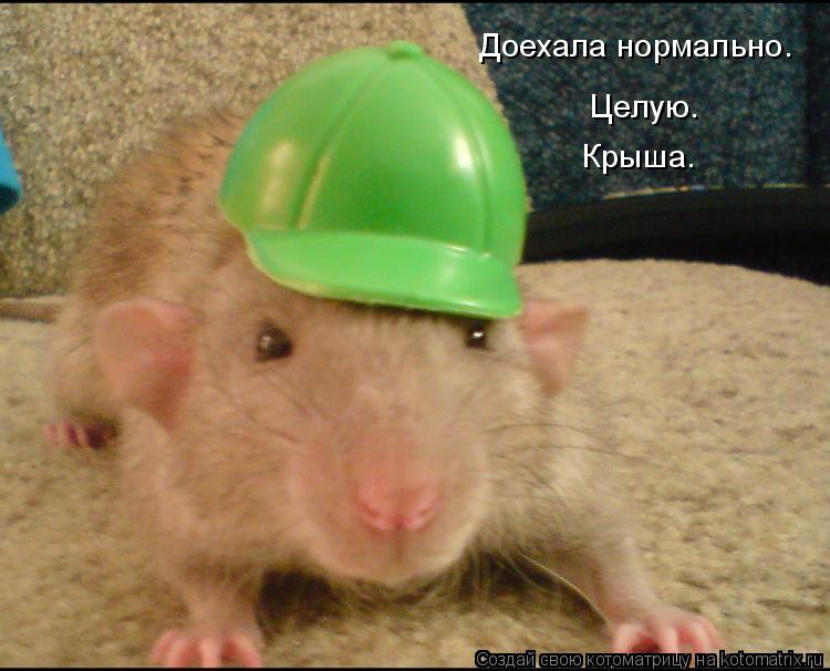 Доехала нормально. Целую. Крыша.... Котоматрица: Доехала нормально. Целую. Крыша.