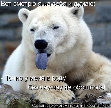 Вот смотрю я на себя и думаю: - Точно у меня в роду без чау-чау не обошлось!... Котоматрица: Вот смотрю я на себя и думаю: - Точно у меня в роду без чау-чау не обошлось!
