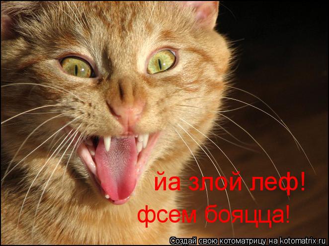 йа злой леф! фсем бояцца!... Котоматрица: йа злой леф! фсем бояцца!