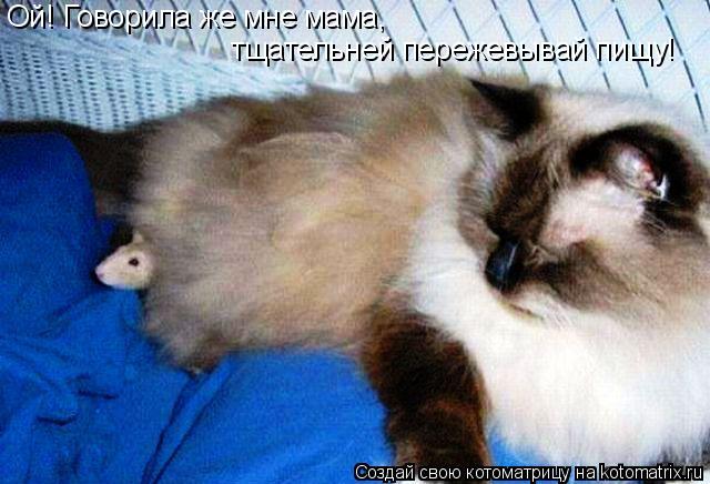 Ой! Говорила же мне мама, тщательней пережевывай пищу!... Котоматрица: Ой! Говорила же мне мама, тщательней пережевывай пищу!