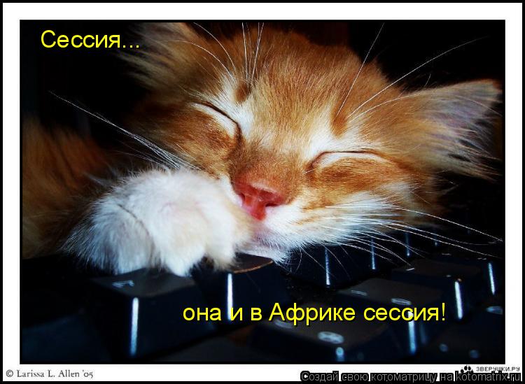 Сессия... она и в Африке сессия!... Котоматрица: Сессия... она и в Африке сессия!