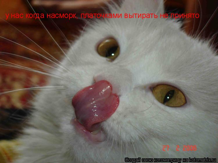 у нас когда насморк, платочками вытирать не принято... Котоматрица: у нас когда насморк, платочками вытирать не принято