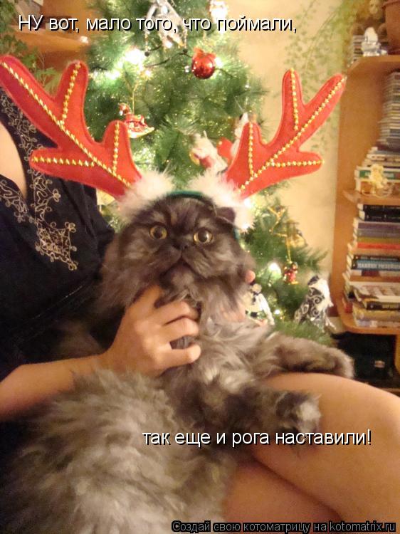 НУ вот, мало того, что поймали, так еще и рога наставили!... Котоматрица: НУ вот, мало того, что поймали, так еще и рога наставили!