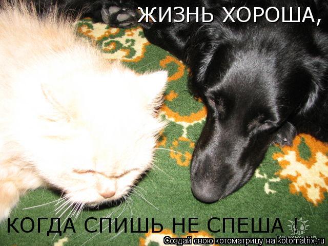 ЖИЗНЬ ХОРОША, КОГДА СПИШЬ НЕ СПЕША !... Котоматрица: ЖИЗНЬ ХОРОША, КОГДА СПИШЬ НЕ СПЕША !