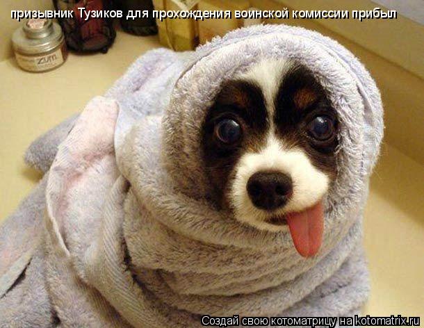 призывник Тузиков для прохождения воинской комиссии прибыл... Котоматрица: призывник Тузиков для прохождения воинской комиссии прибыл