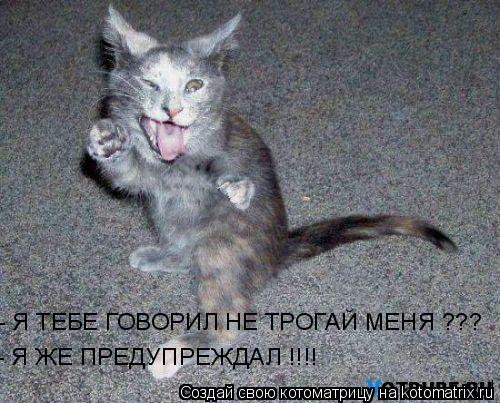 - Я ТЕБЕ ГОВОРИЛ НЕ ТРОГАЙ МЕНЯ ??? - Я ЖЕ ПРЕДУПРЕЖДАЛ !!!!... Котоматрица: - Я ТЕБЕ ГОВОРИЛ НЕ ТРОГАЙ МЕНЯ ??? - Я ЖЕ ПРЕДУПРЕЖДАЛ !!!!