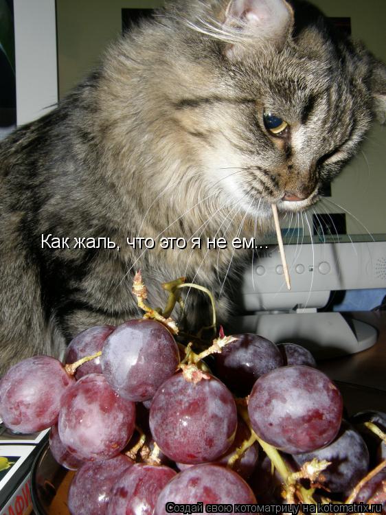 Котоматрица: Как жаль, что это я не ем...